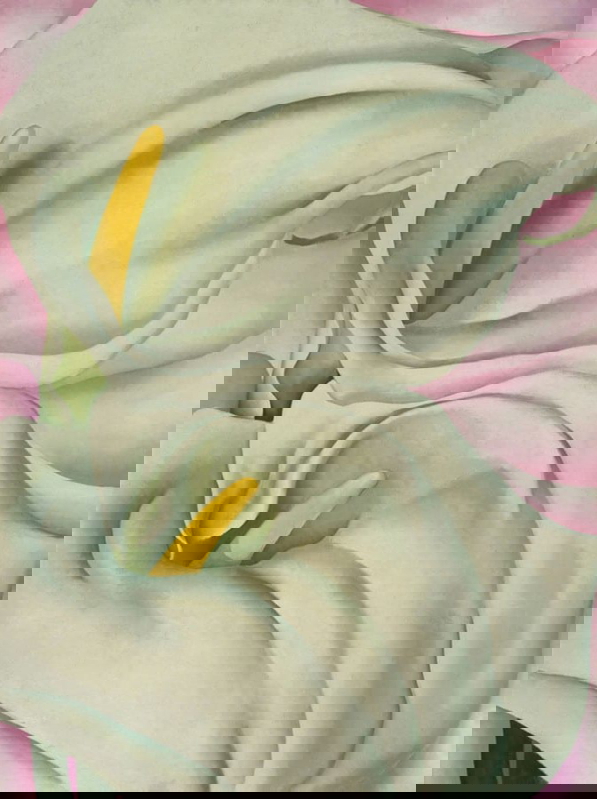 Two Calla Lillies on Pink