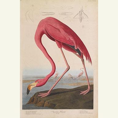 The Birds of America