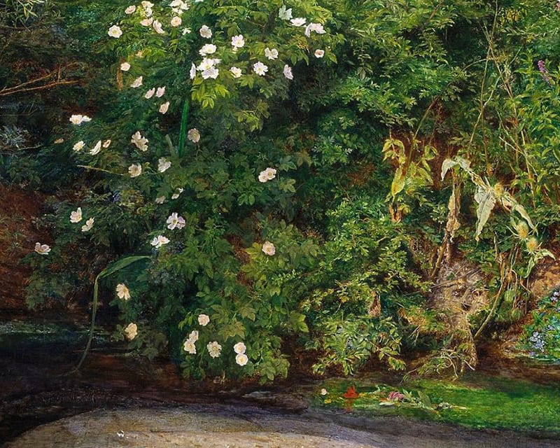 Meadowsweet flowers in Ophelia