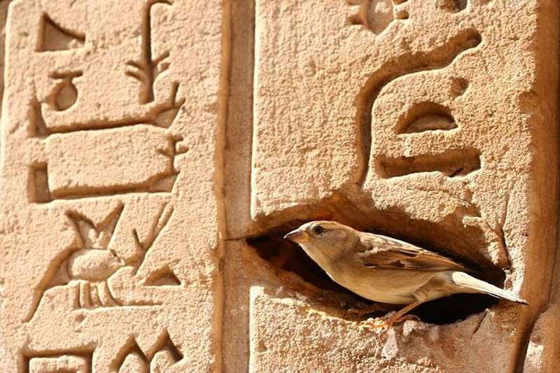 A real life sparrow in a hollow in a temple wall.