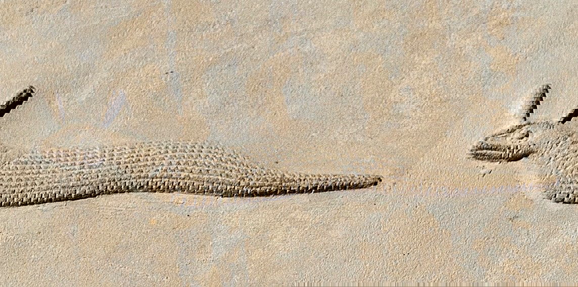 Hieroglyphs of a Horned Viper, Gardiner's sign list 19