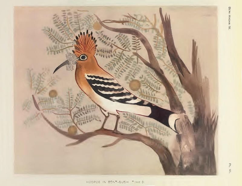 Howard Carter’s painting of a hoopoe bird, scan fromArchaeological Survey of Egypt, (London, 1900), Tomb 3, Beni Hasan IV, pl. V1.