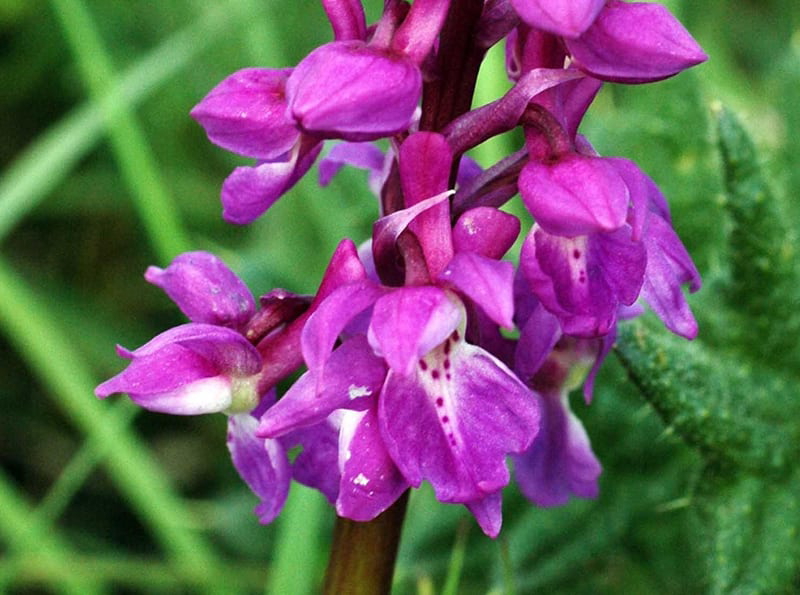 The Early Purple Orchid, via Everyday Nature Trails