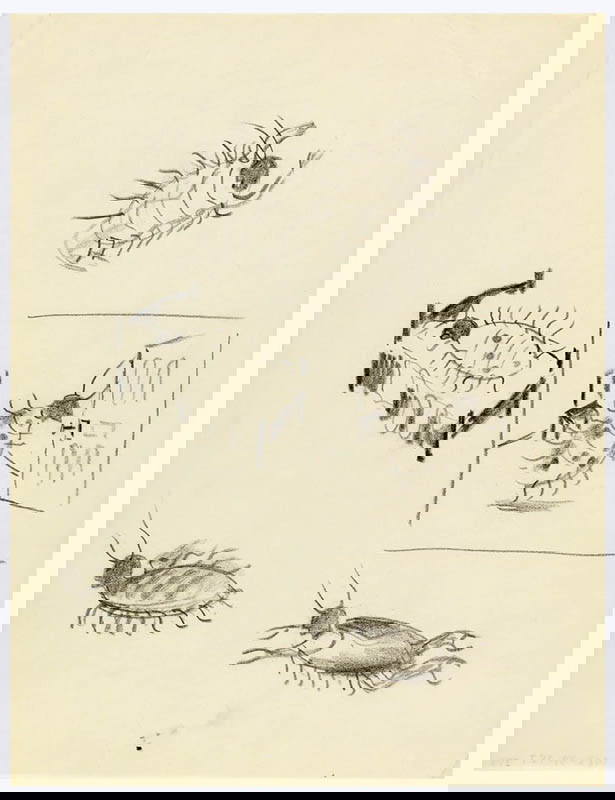 Study for The Metamorphosis by American book illustrator E. McKnight Kauffer, 1945-1950, via The Smithsonian 