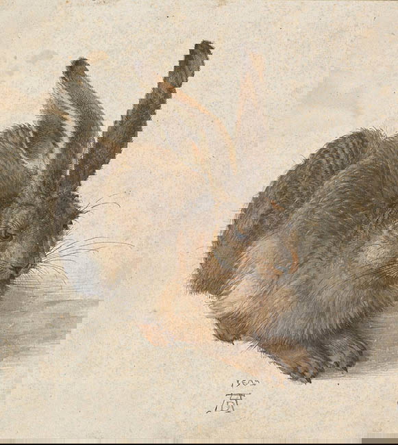 Young Hare