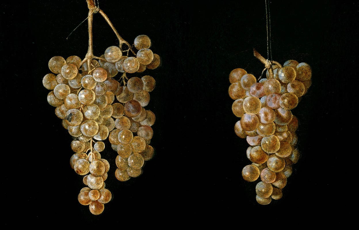 two bunches grapes fly miguel pret