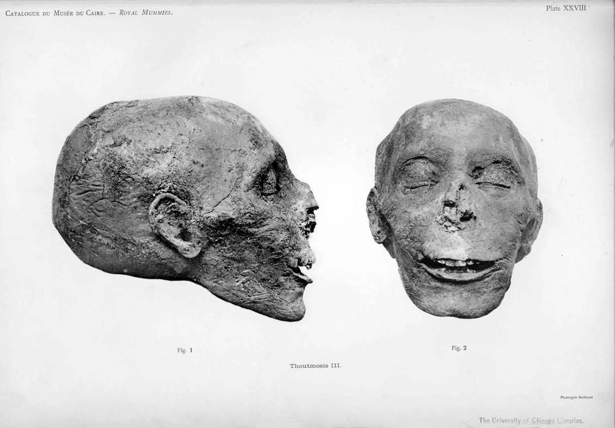 mummy head thutmose III