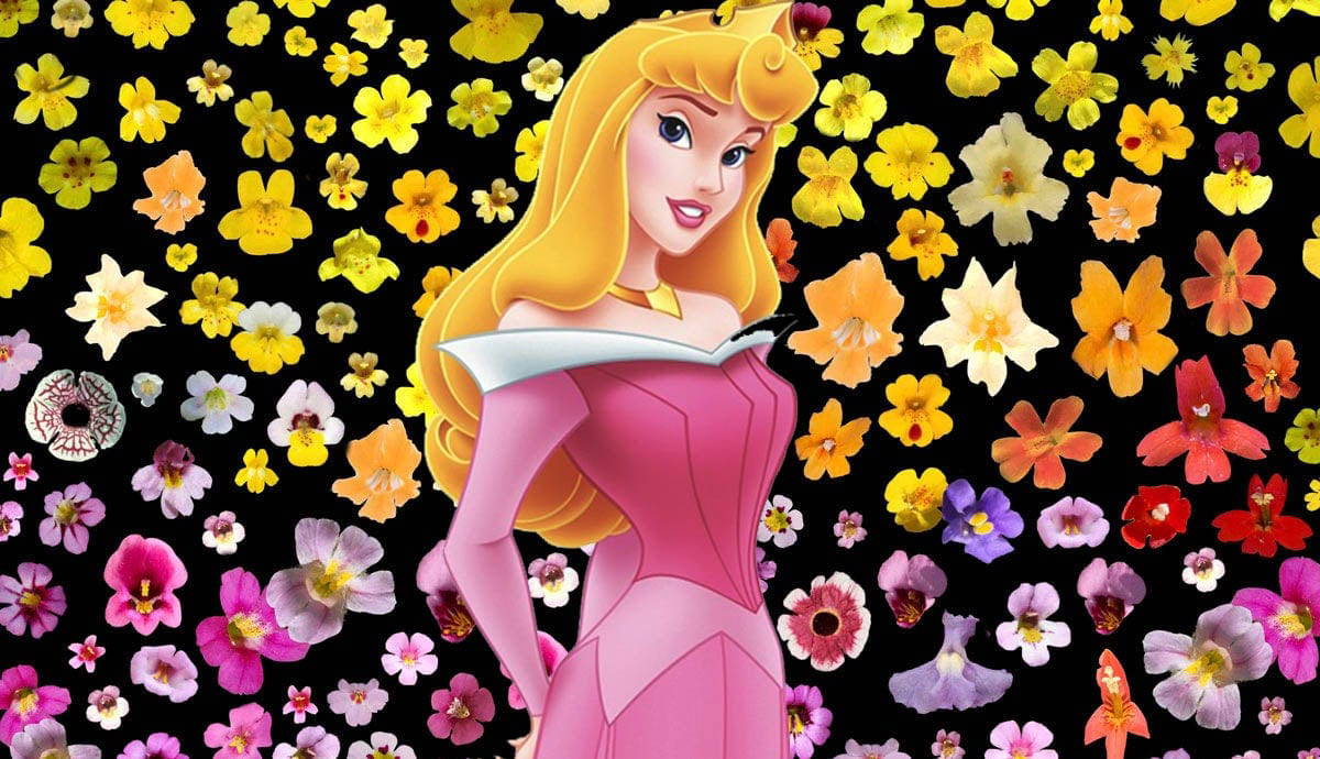 sleeping beauty aurora