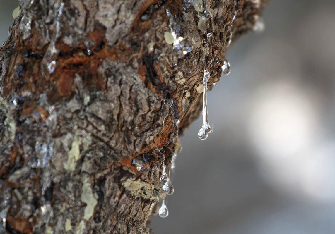 chewing gum mastic tree