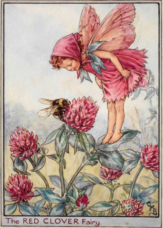 red clover fairy flower fairies