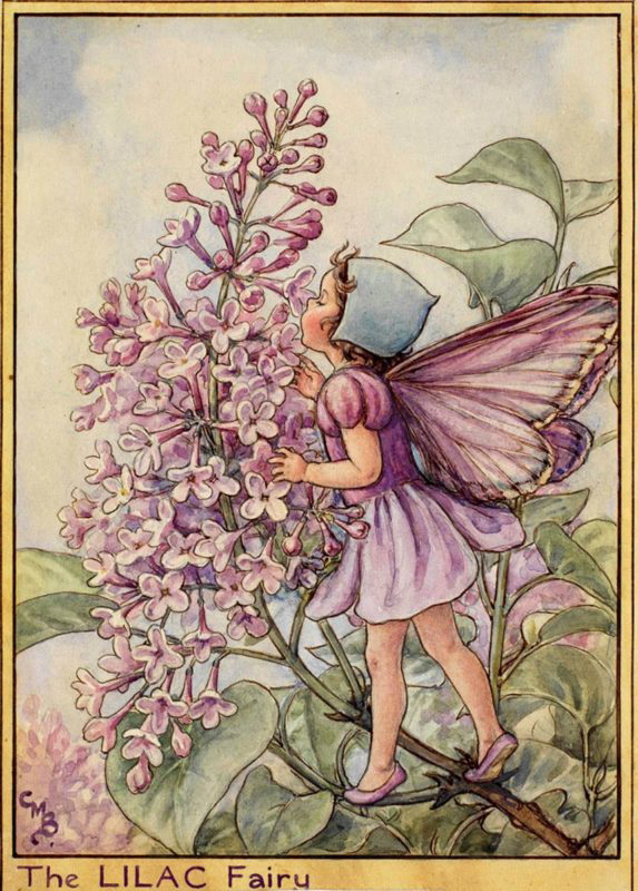 the lilac fairy flower fairies