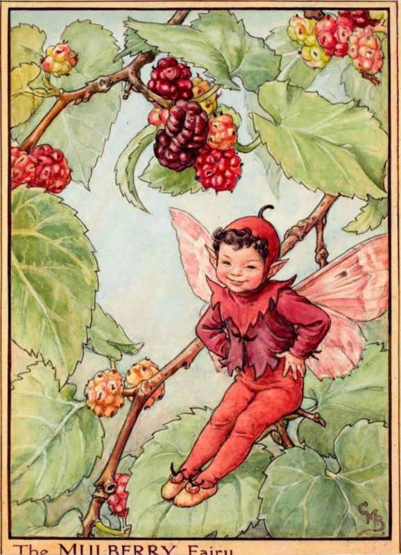 mulberry fairy cicely mary barker