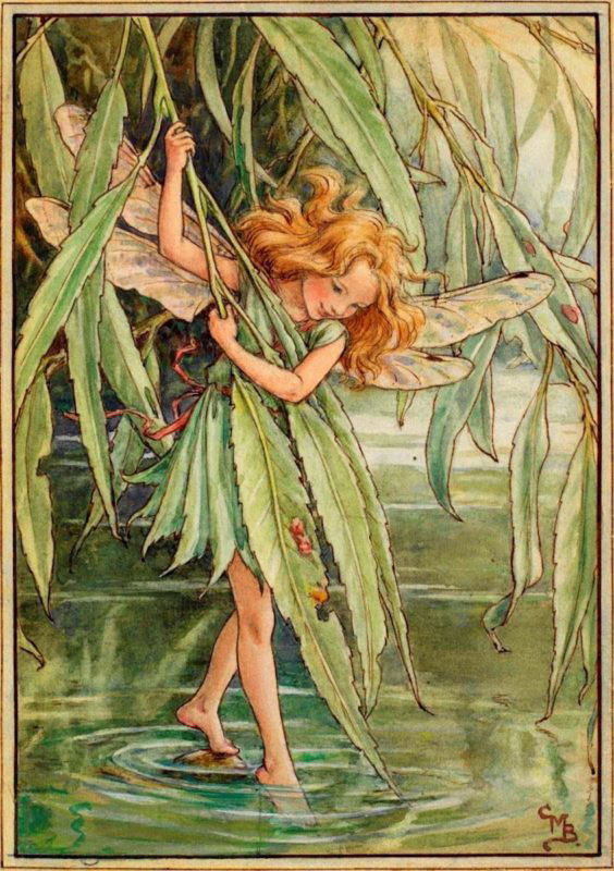 willow fairy flower fairies trees cicely mary barker