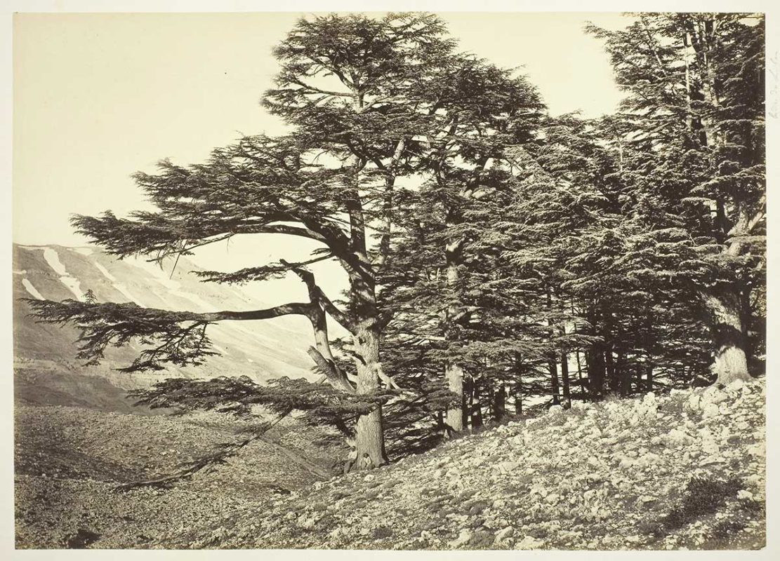 cedar trees lebanon