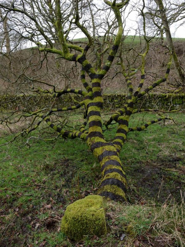 tree black mud andy goldsworthy