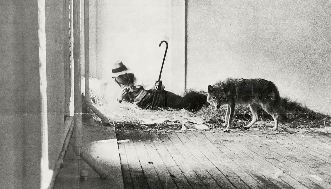 i like america likes me joseph beuys