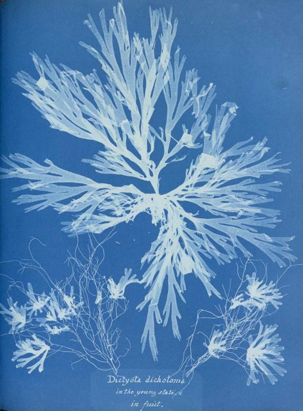 british algae: cyanotype impressions