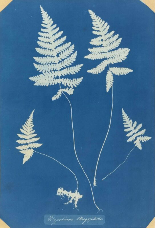 polypodium phegopteris