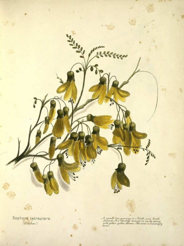 sophora tetraptera