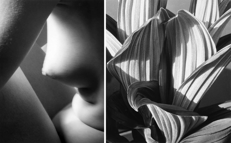 triangles imogen cunningham glacial lily