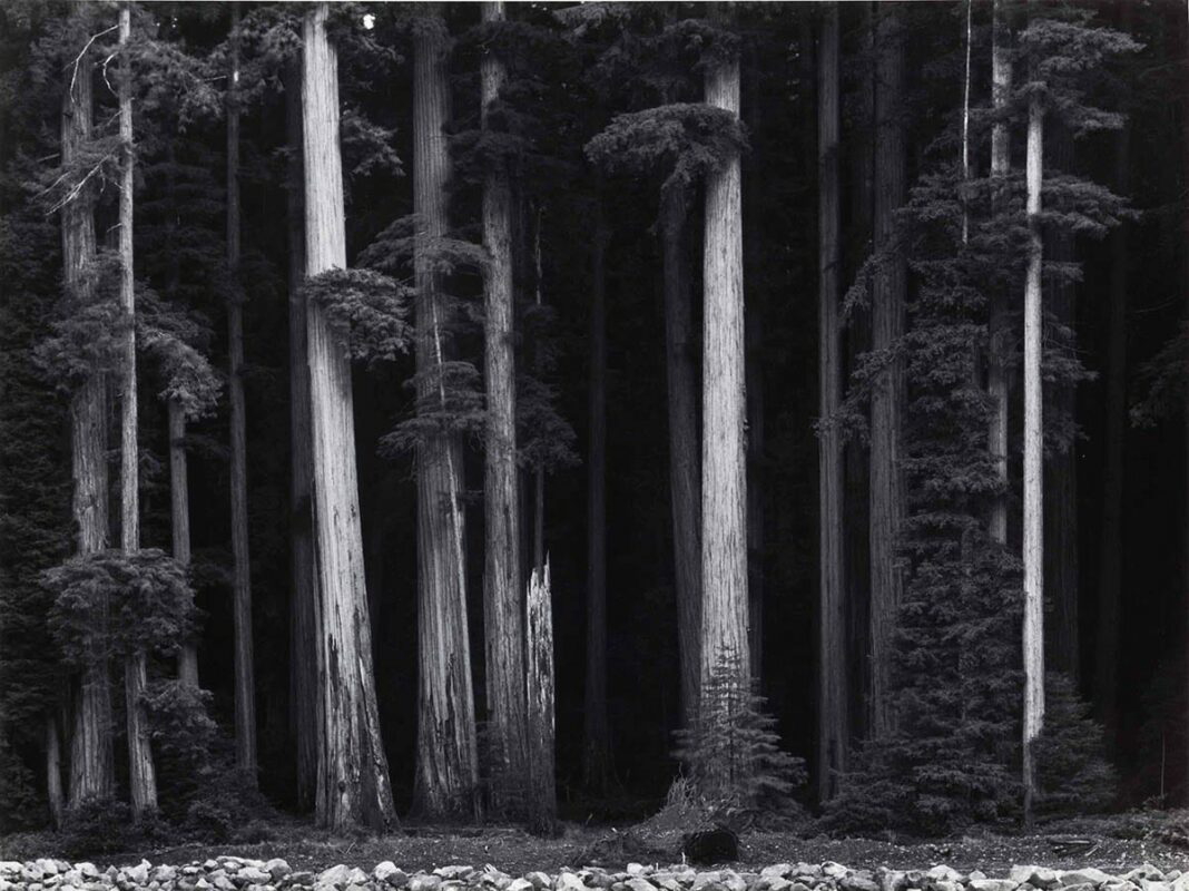 redwoods bull creek flat ansel adams