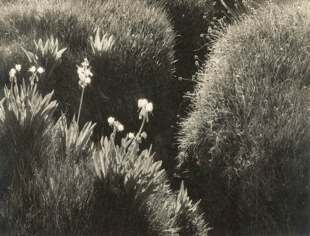 sierra meadow ansel adams