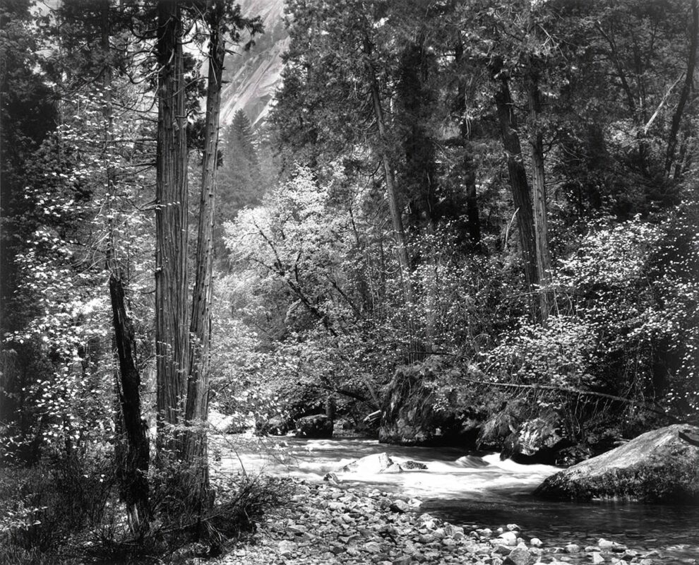 tenaya creek dogwood rain yosemite ansel adams