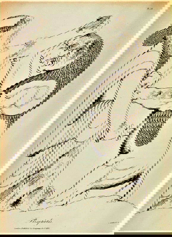 sketch persepolis bas relief darius
