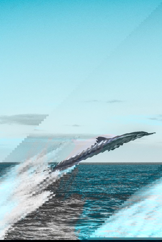 dolphin-poseidon-greek-mythology