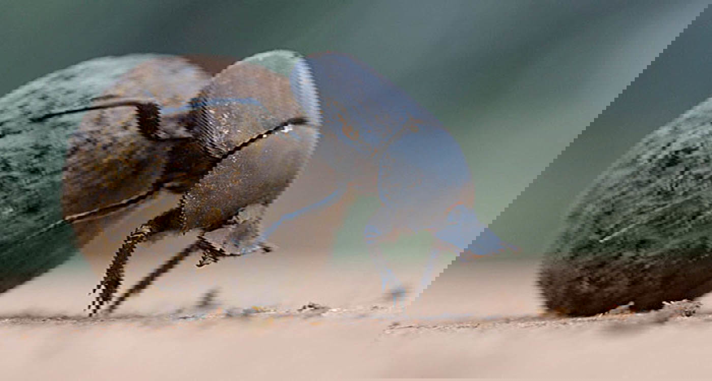 dung beetle image