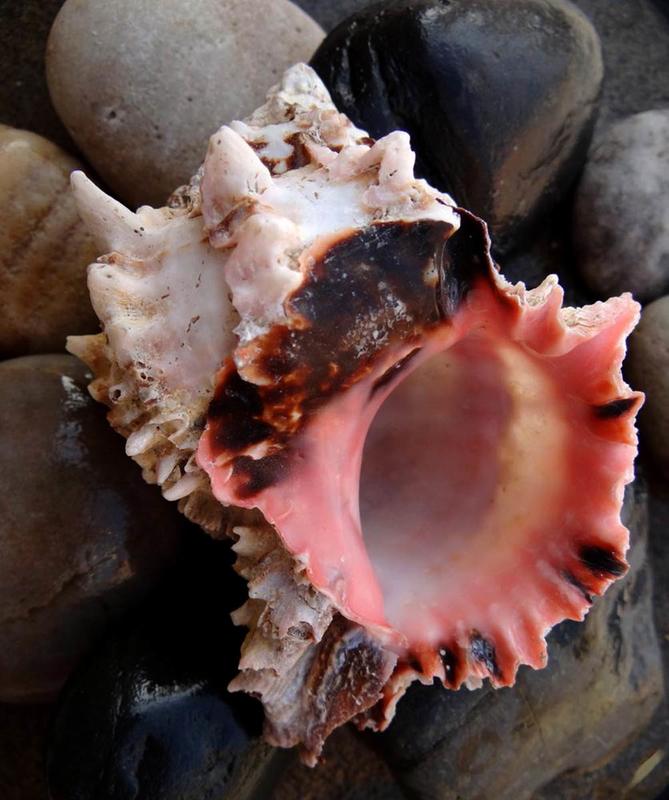 murex sea snail tyrian purple