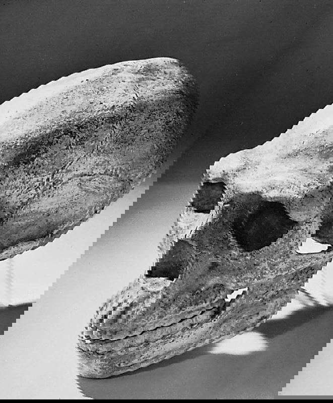 china peking man skull