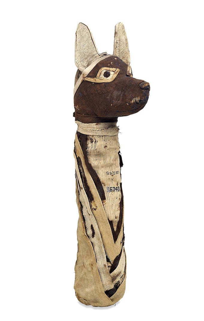 mummified animals canine jackal complete