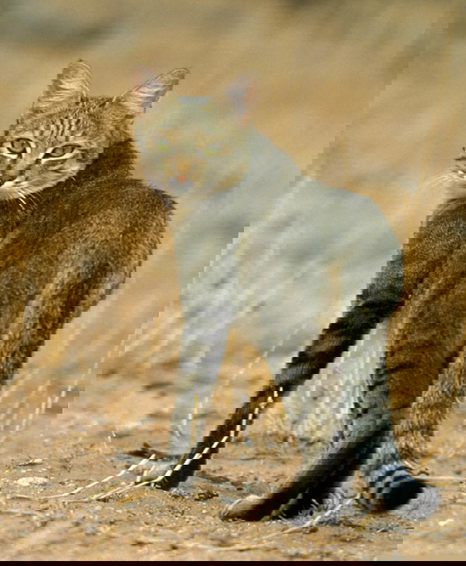 felis silvestris lybica