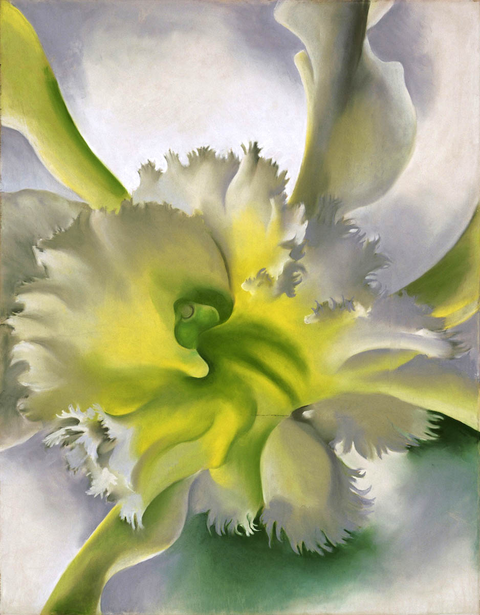 orchid georgia o keeffe museum modern art