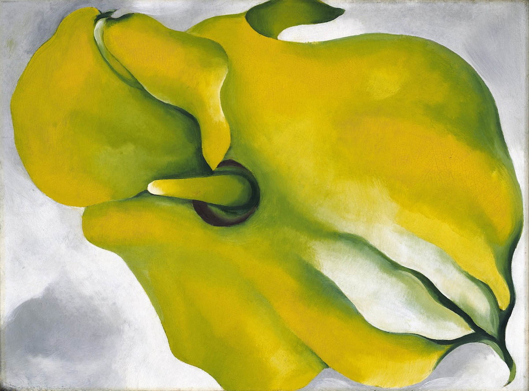 yellow calla georgia o keeffe art
