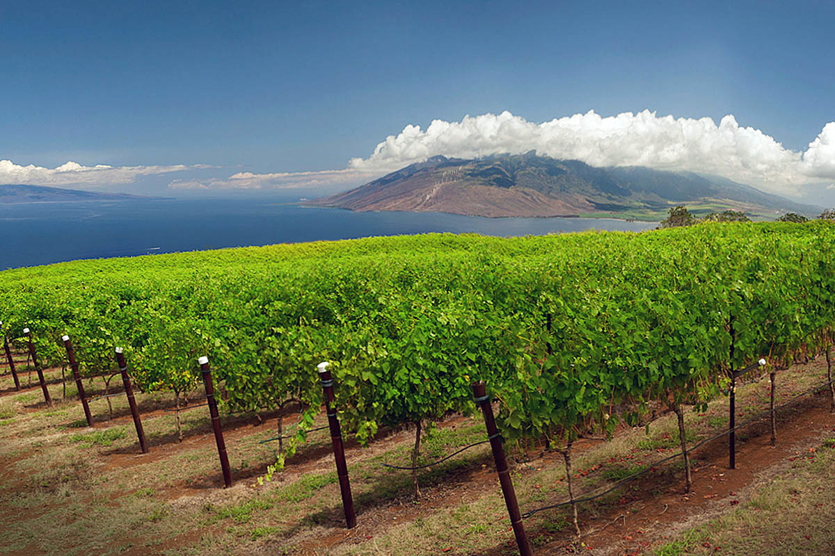 hawaii vineyard winemag.com