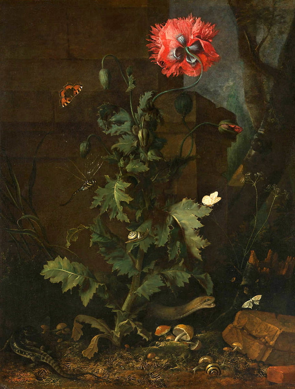 still life poppy insects reptiles black death