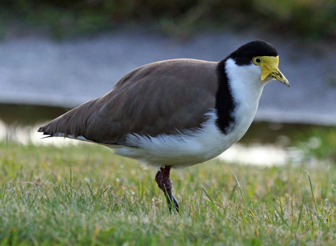 spur winged plover phorograph