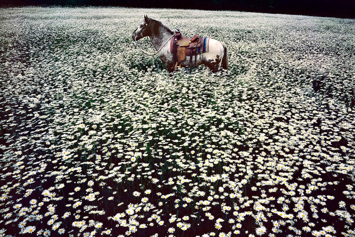 american artist linda mccartney