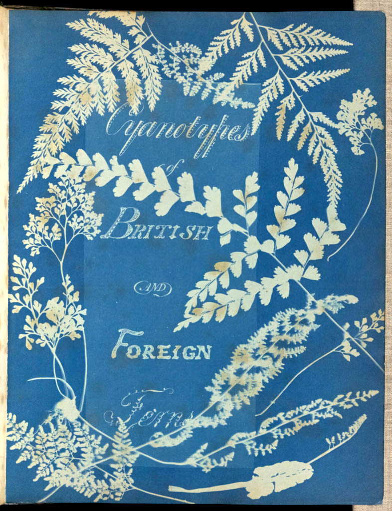 anna atkins cyanotype botanical photograph british foreign ferns