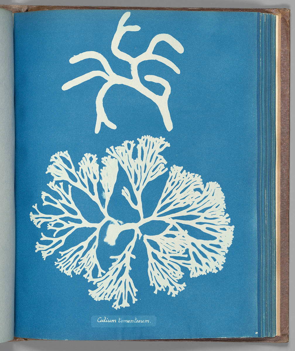 anna atkins cyanotype botanical photograph codium tomentosum