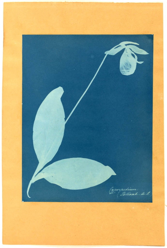 anna atkins cyanotype botanical photograph cypripedium