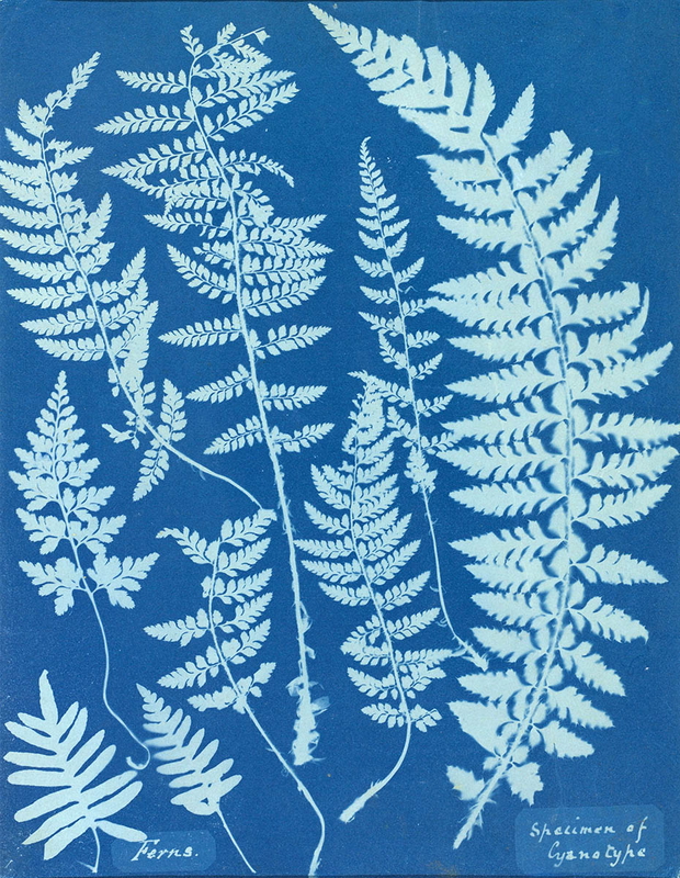 anna atkins cyanotype botanical photograph fern specimen