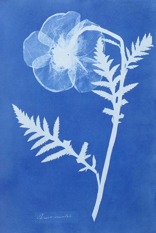 anna atkins cyanotype botanical photograph papaver orientale