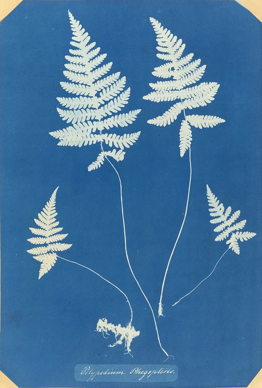 anna atkins cyanotype botanical photograph polypodium phegopteris