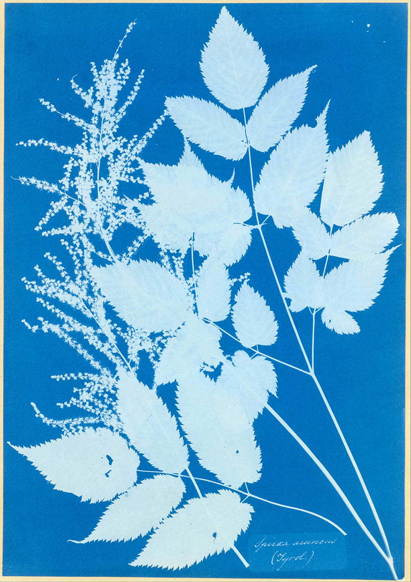 anna atkins cyanotype botanical photograph spiraea aruncus