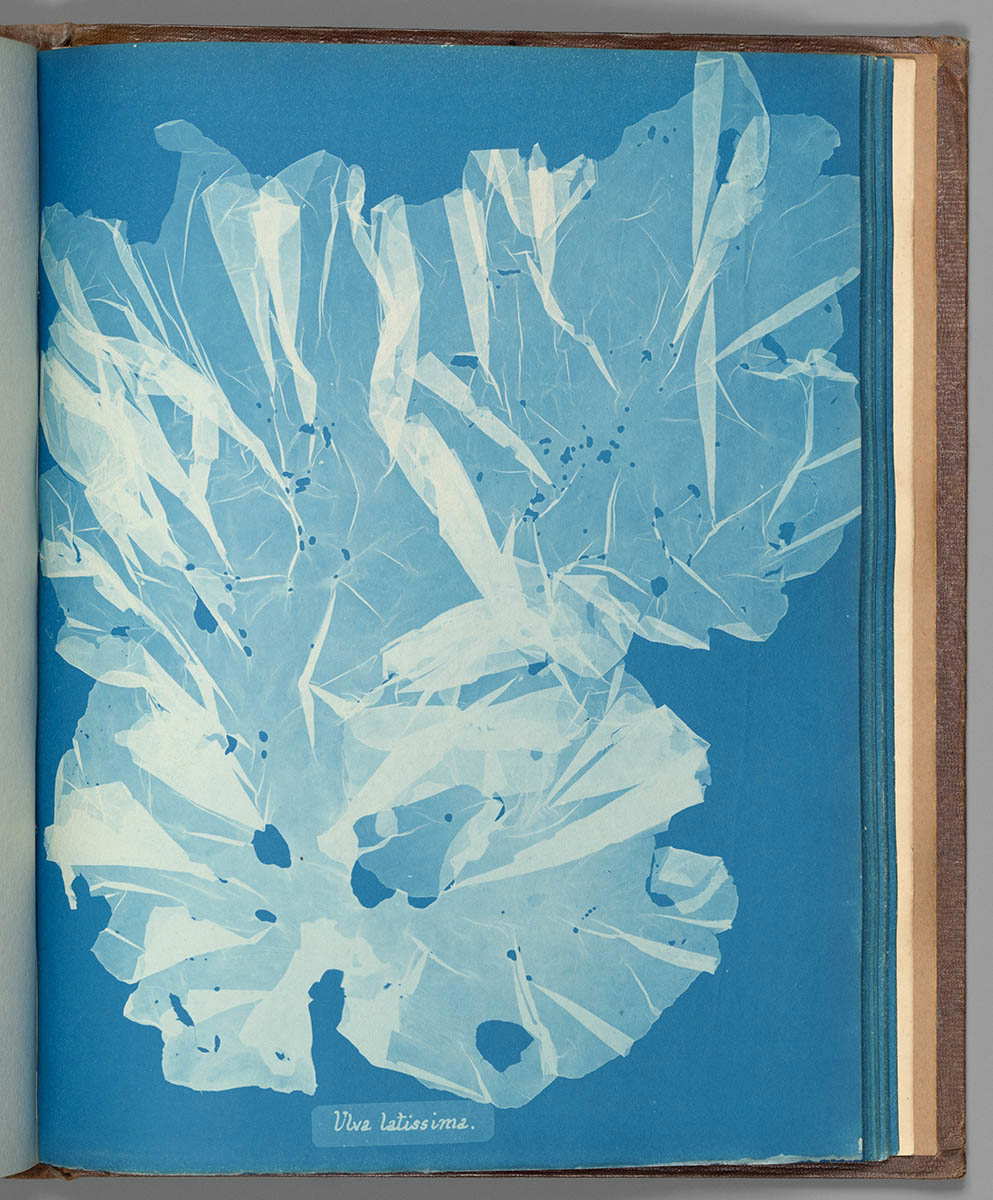 anna atkins cyanotype botanical photograph ulva latissima