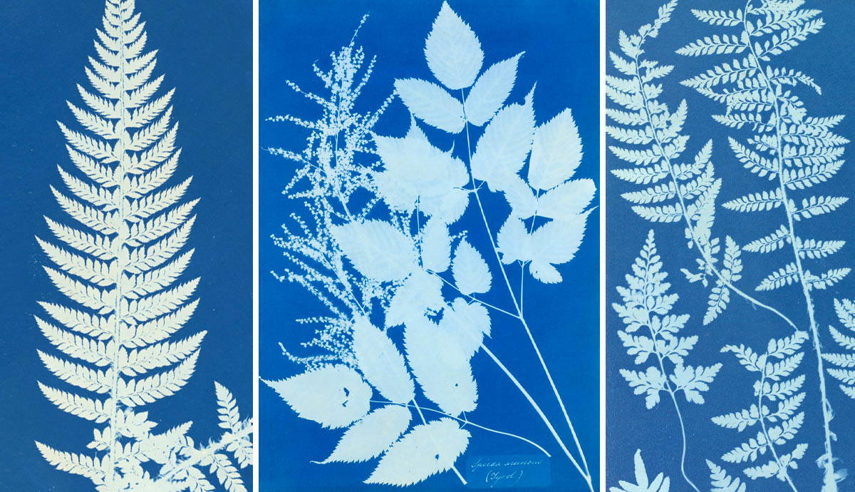 anna atkins photographs botany