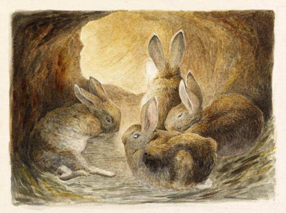 beatrix potter four rabbits burrow watercolor drawing